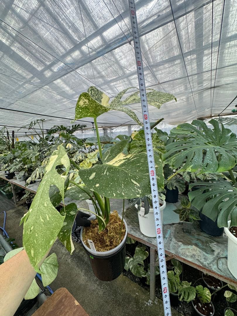 9モンステラ　タイコンステレーション　スターライト