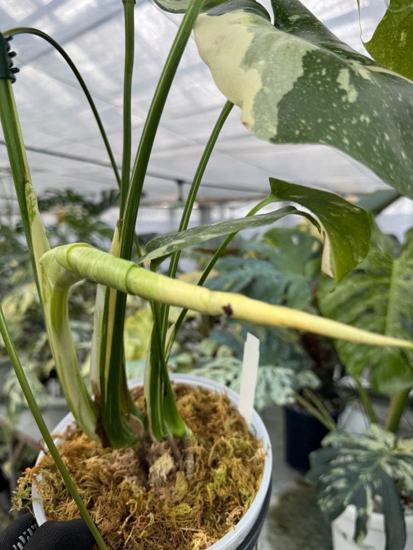 9モンステラ　タイコンステレーション　スターライト