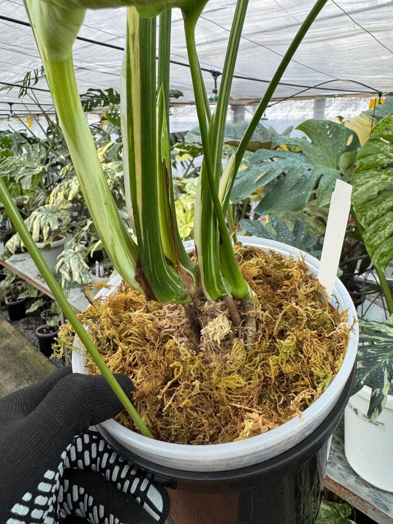 9モンステラ　タイコンステレーション　スターライト