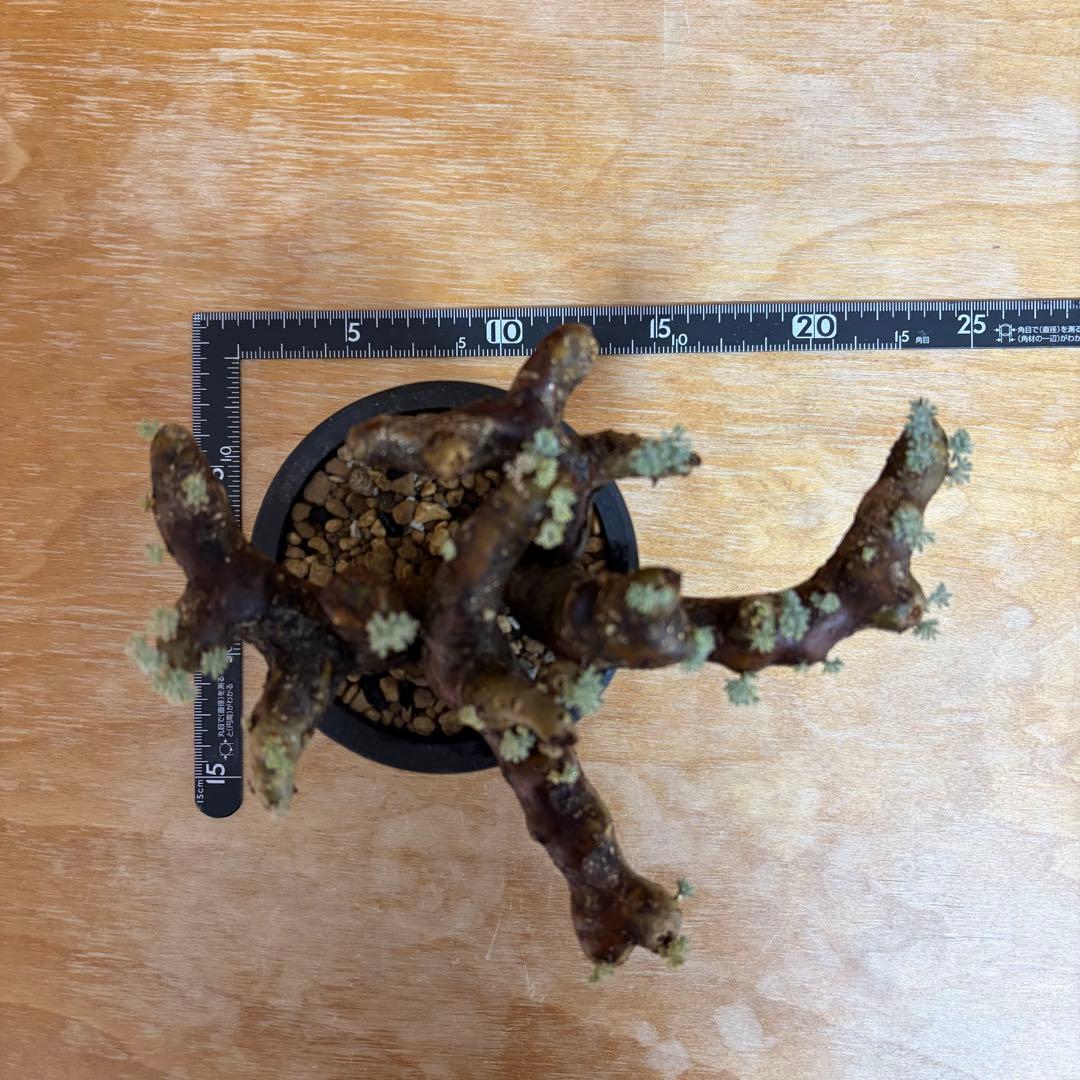 サルコカウロン ムルチフィズム 現地株 発根済
