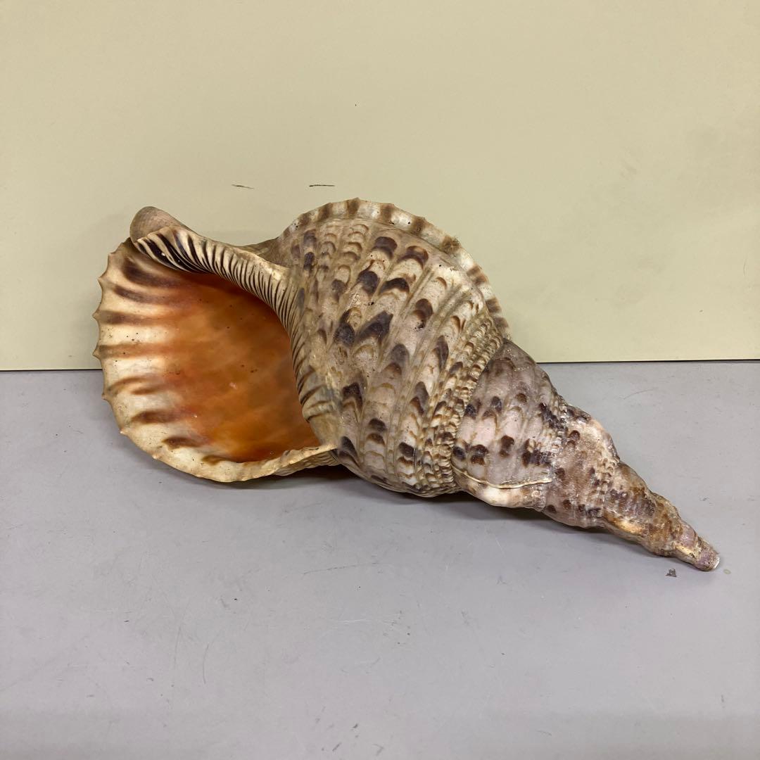 E-4 大型 法螺貝 ホラガイ 貝殻 置物 標本 インテリア コレクション 鑑賞