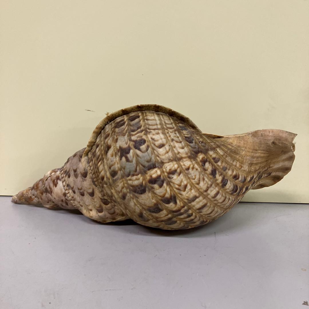 E-4 大型 法螺貝 ホラガイ 貝殻 置物 標本 インテリア コレクション 鑑賞