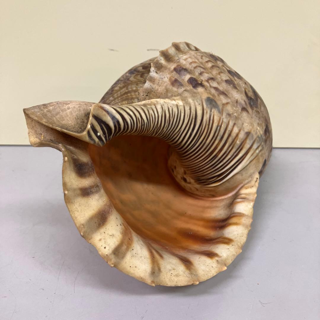 E-4 大型 法螺貝 ホラガイ 貝殻 置物 標本 インテリア コレクション 鑑賞