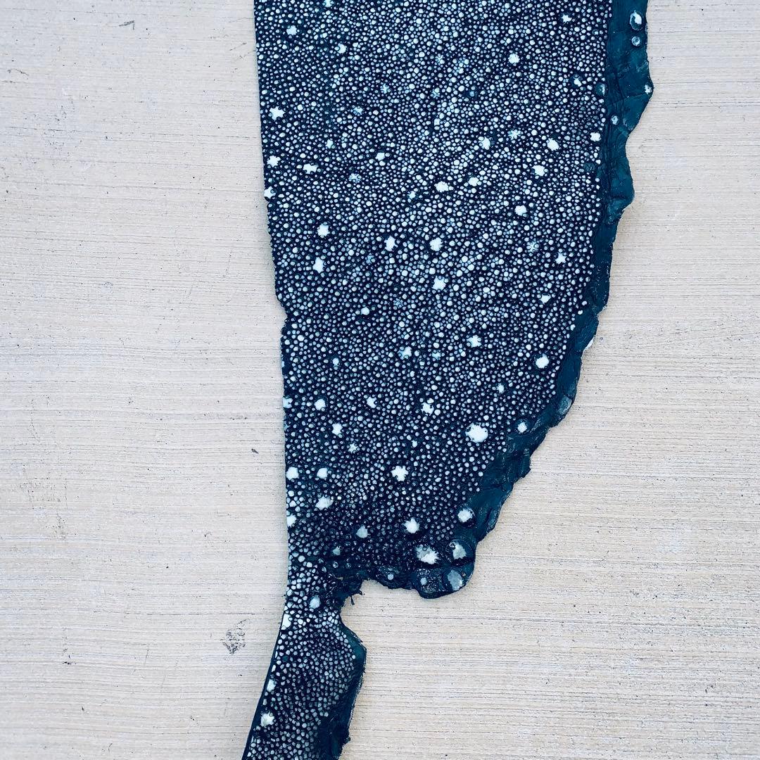 24) イバラエイ スター カイラギ エイ革 stingray ガルーシャ