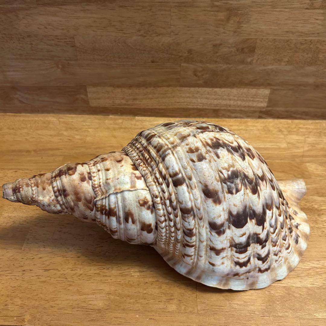 希少　天然巻貝　置物 大きめ　約33cm