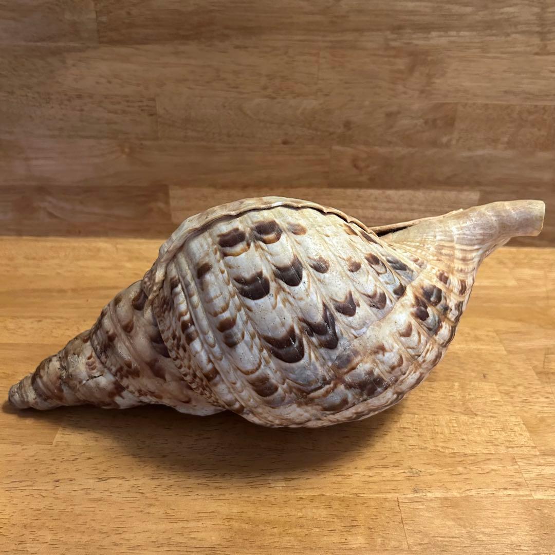希少　天然巻貝　置物 大きめ　約33cm
