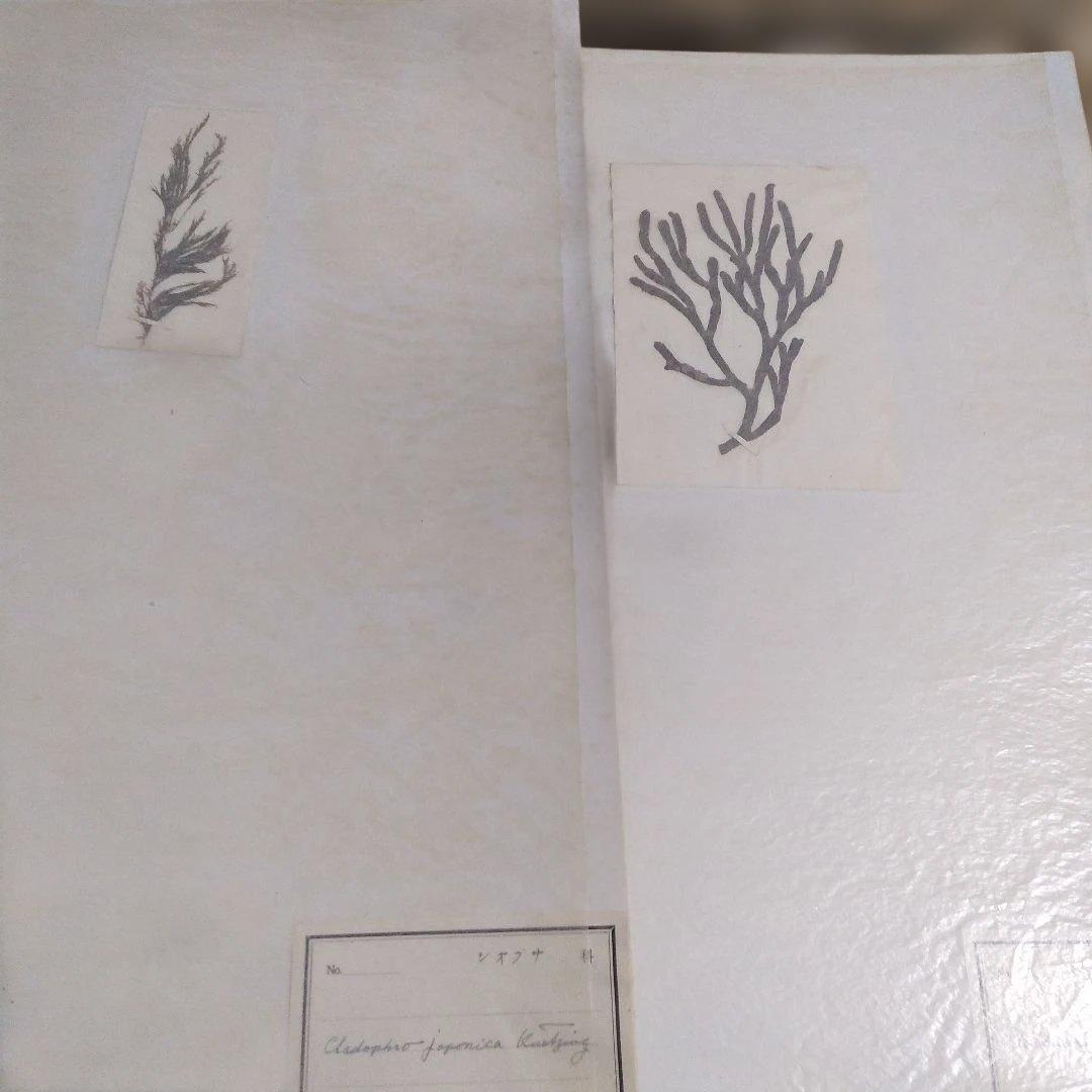 珍品　計39枚　薬用植物標本 　海藻植物標本　コレクション　アンティーク
