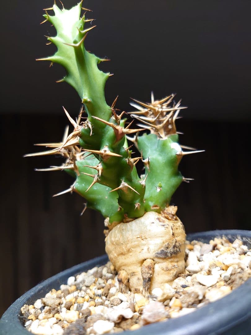 ユーフォルビア クラビゲラ 実生