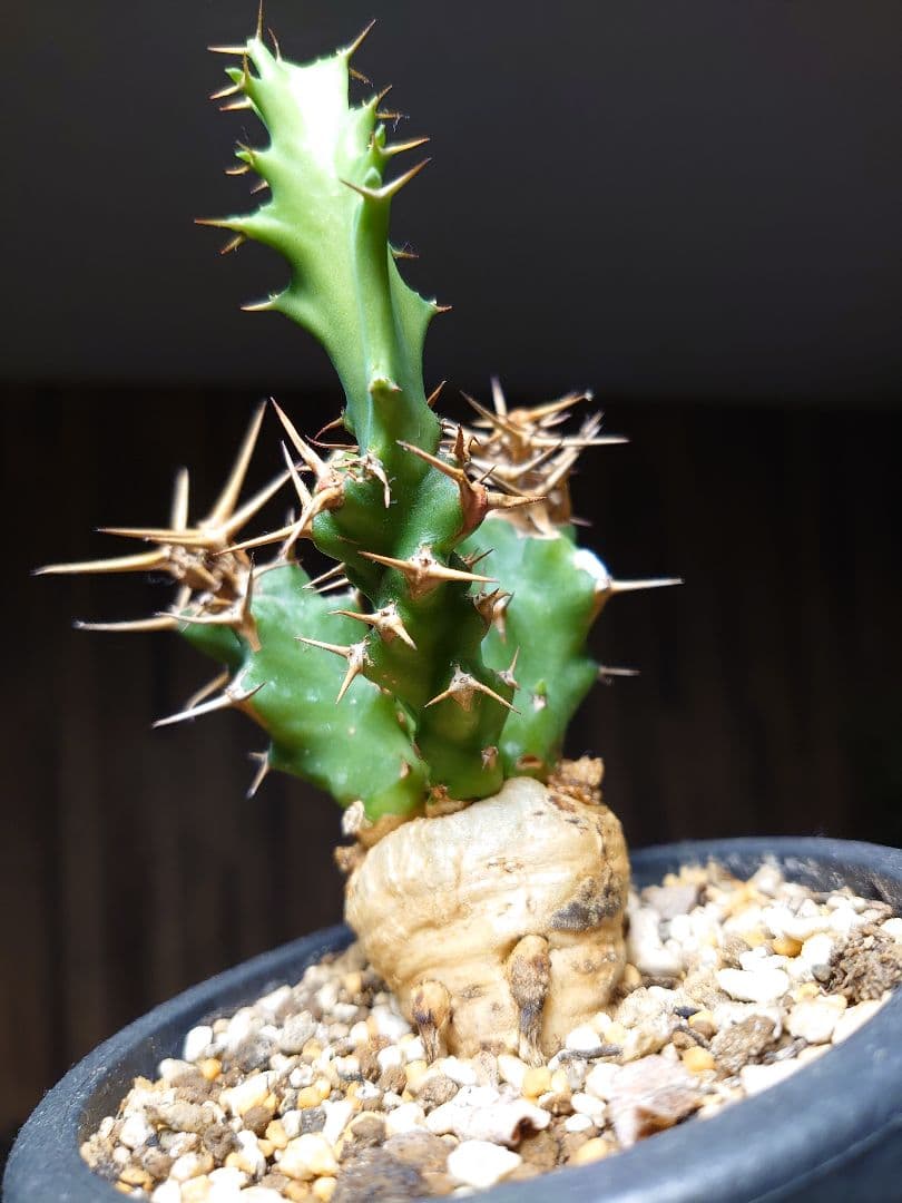 ユーフォルビア クラビゲラ 実生