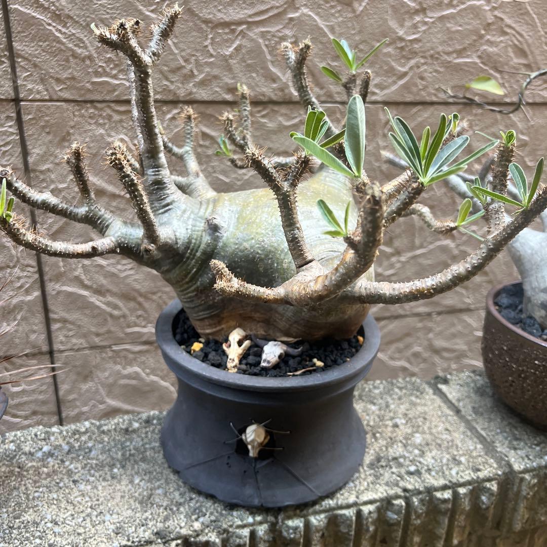 パキポディウム グラキリス 現地球 大株 (検索 塊根植物 コーデックス )