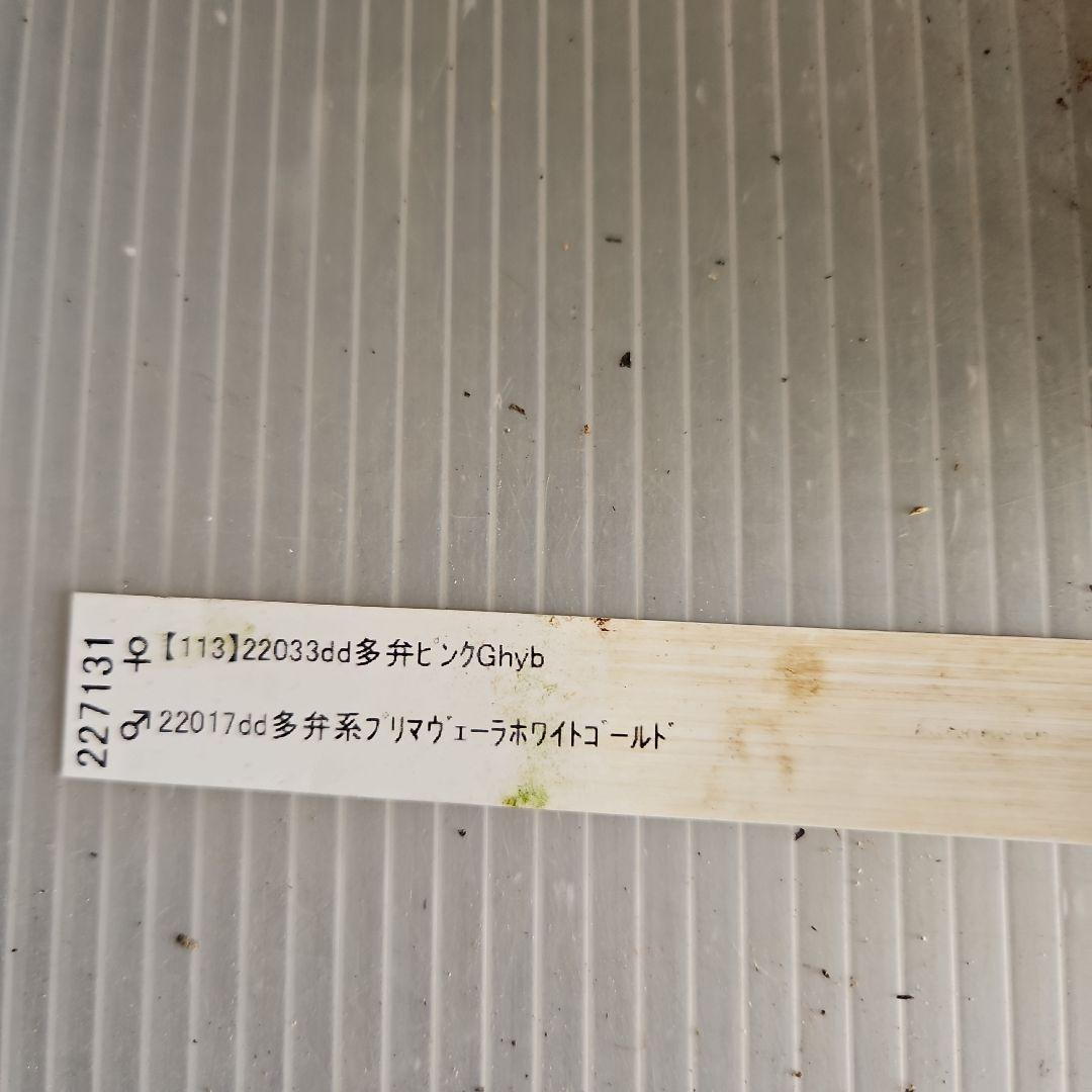 ㉖-486クリスマスローズ