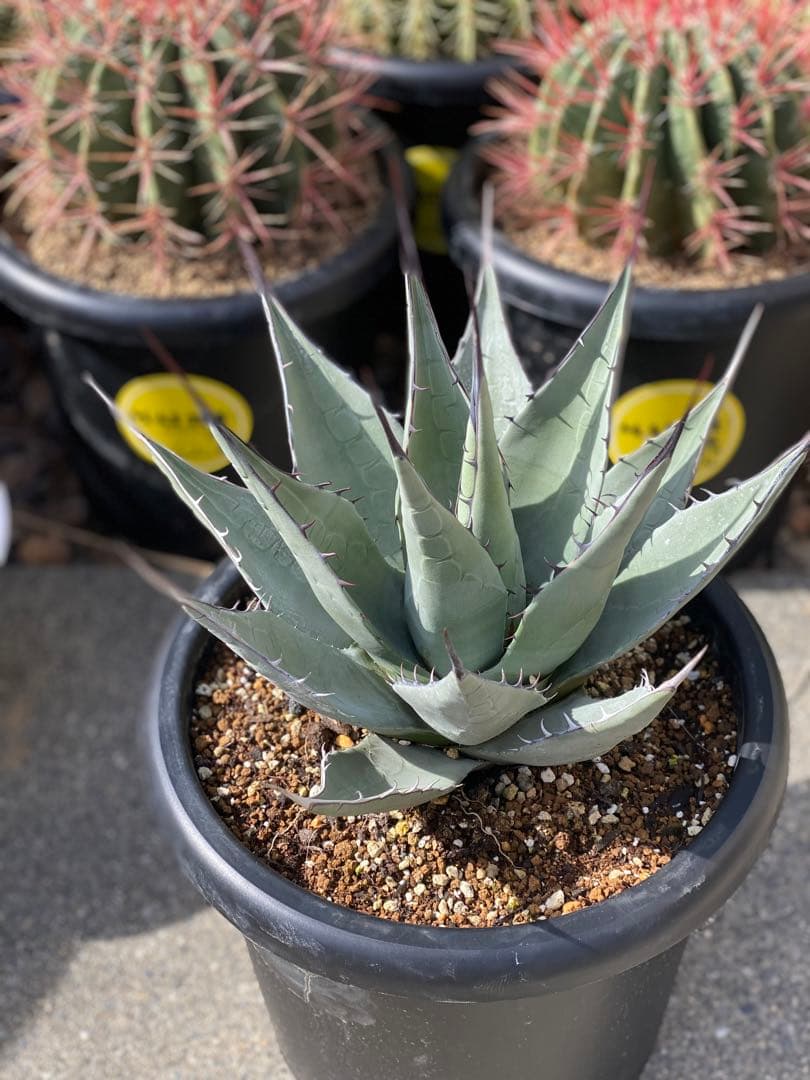 アガベ　パリー　ネオメキシカーナ