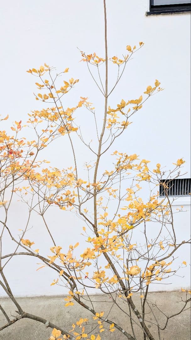 特大。秀逸。山採りドウダンツツジ。