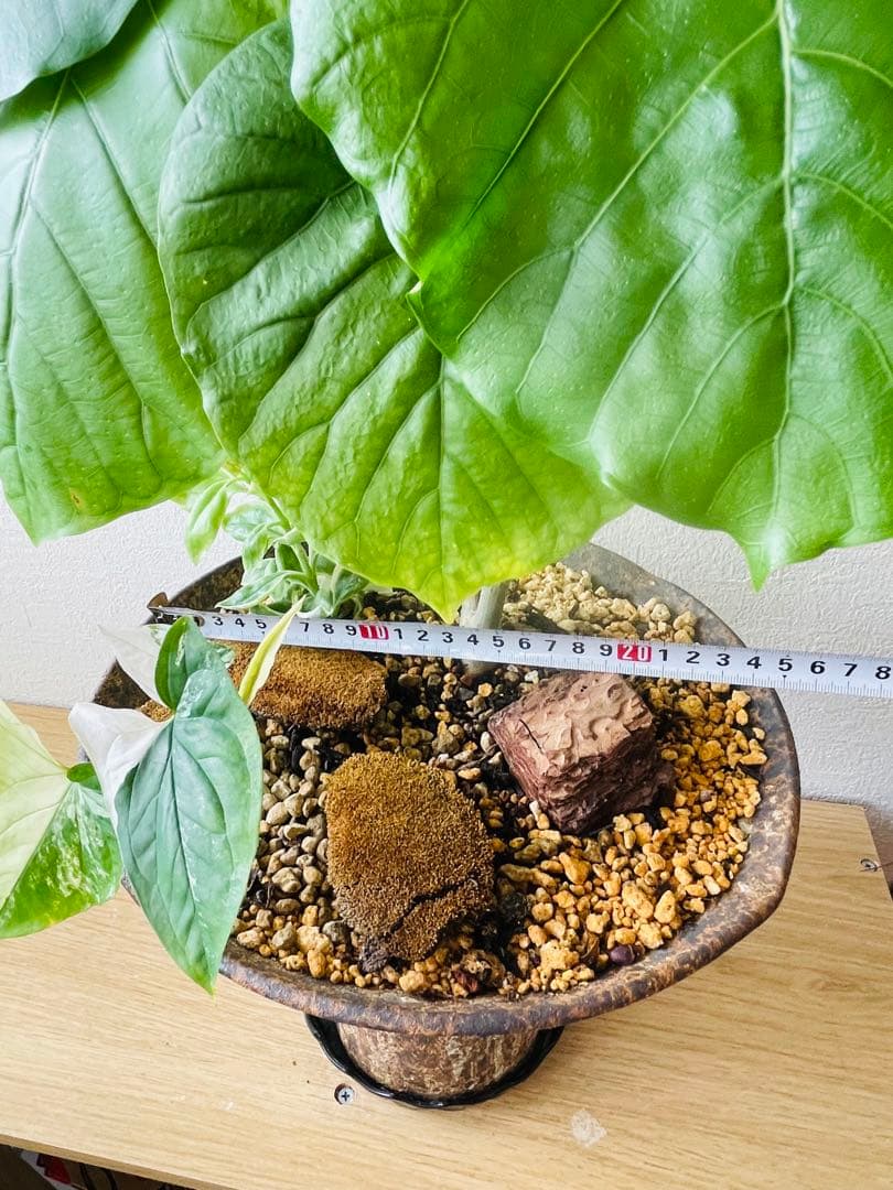 フィカス 観葉植物 寄せ植え　約65cm