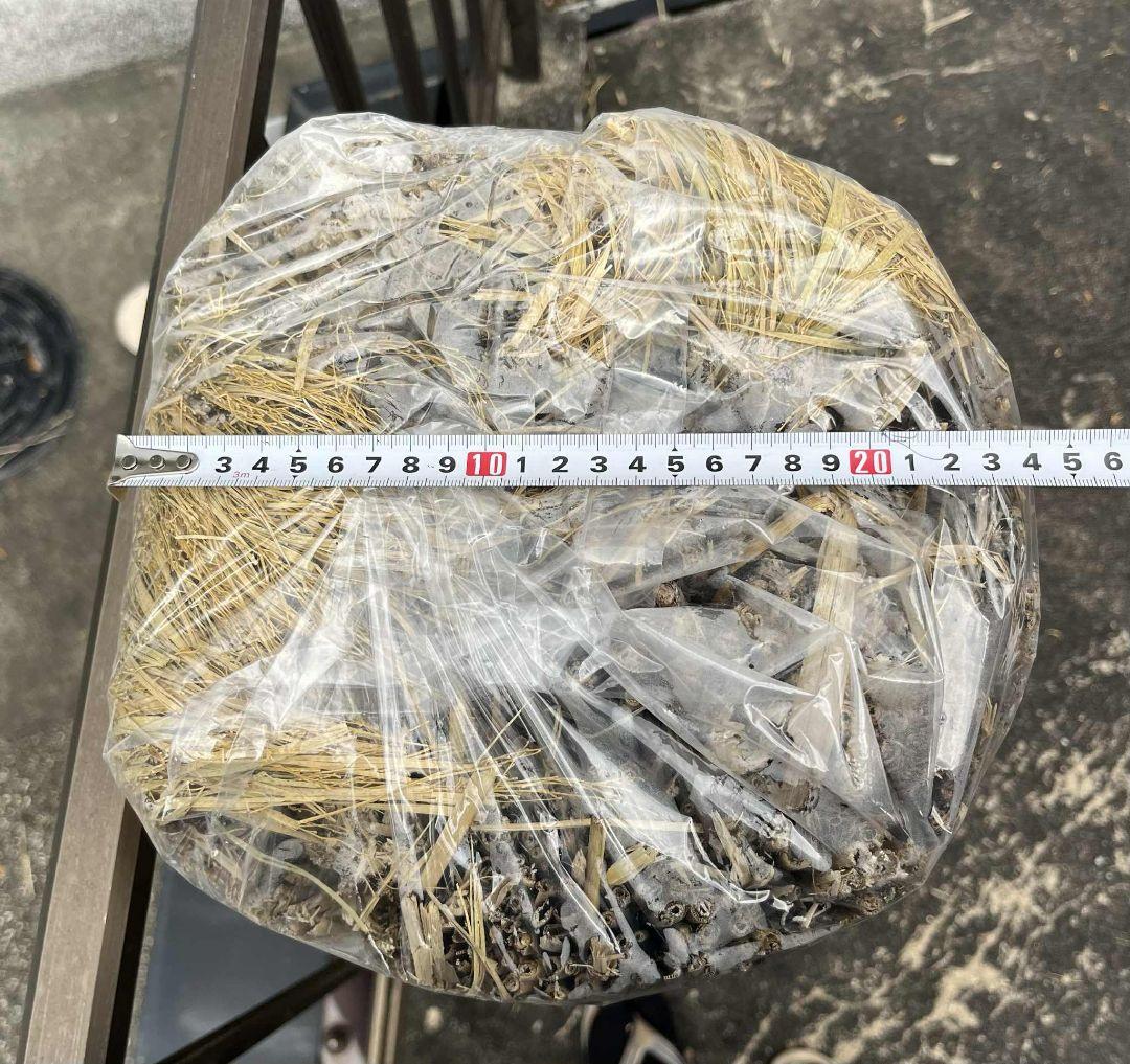 農薬不使用天日干し稲藁80束(20束×4) (長さ約100cm！) 200サイズ
