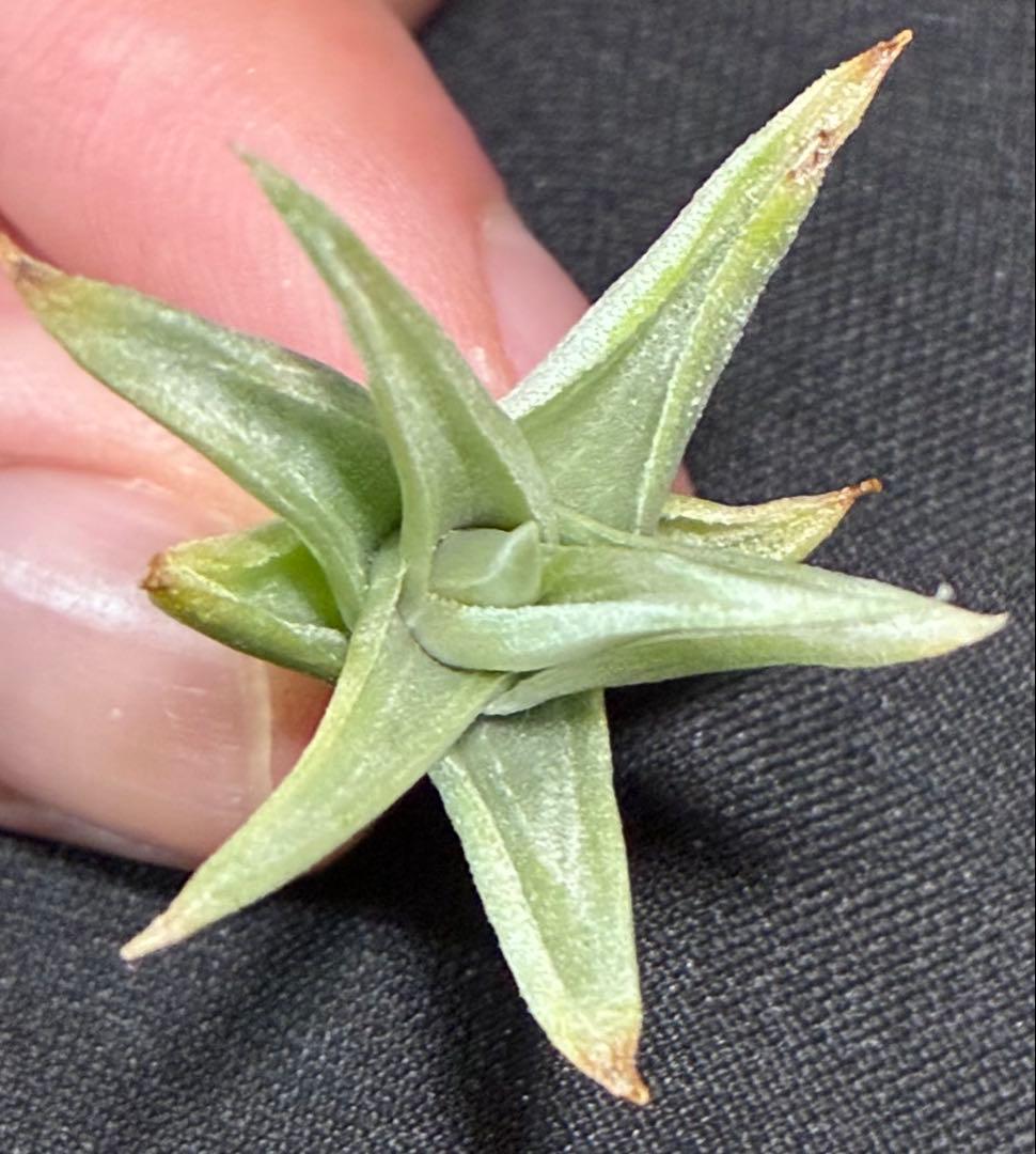 同梱割Tillandsia ' Flake' T'S TROPICALS