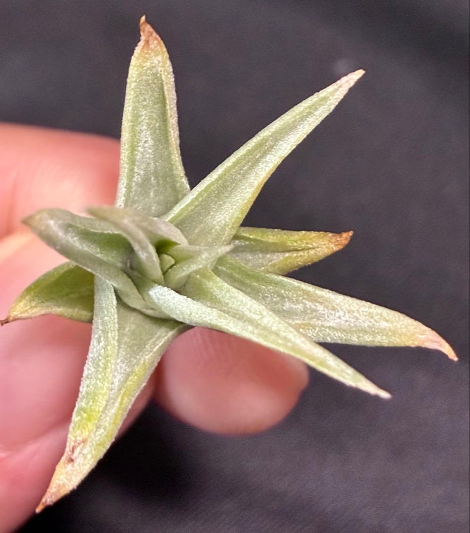 同梱割Tillandsia ' Flake' T'S TROPICALS