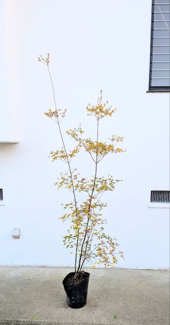 無限の色を。山採りドウダンツツジ。