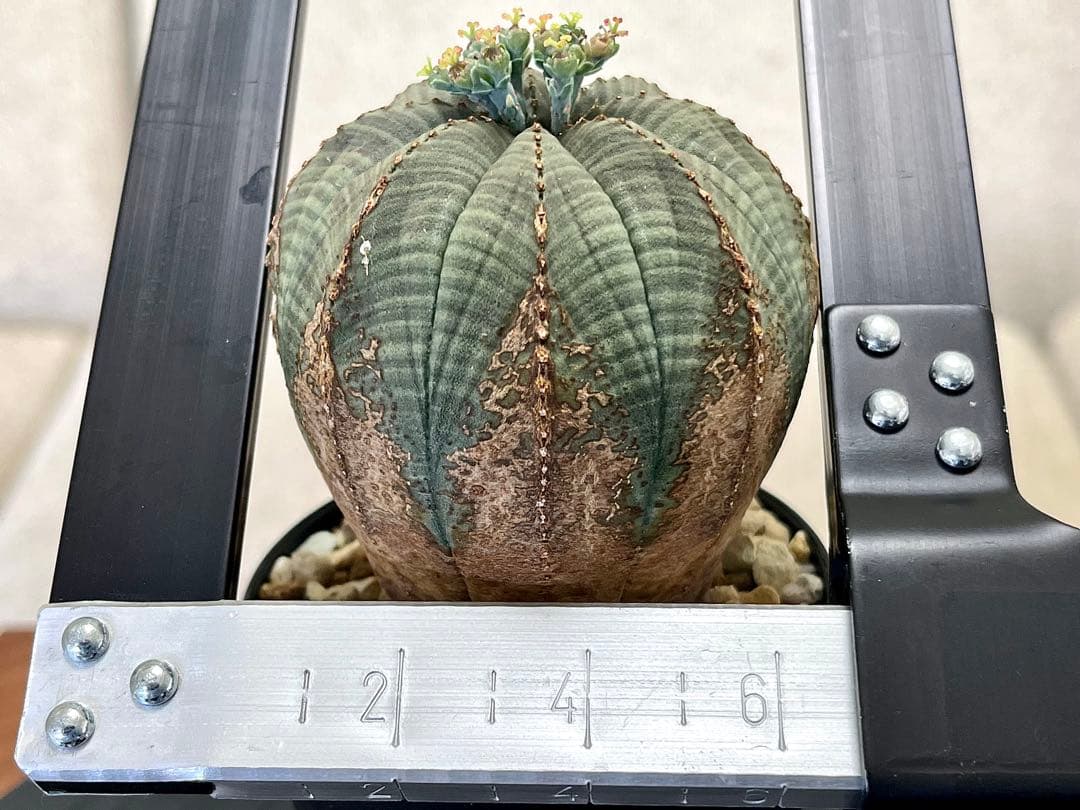 ユーフォルビア オベサ ヨーロッパ株 木質化