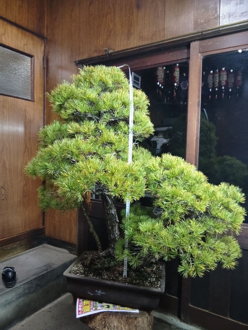 五葉松（山木特大サイズ株立）