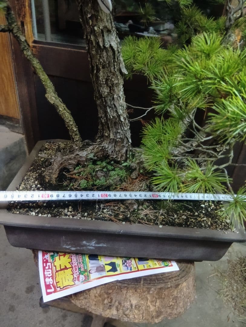 五葉松（山木特大サイズ株立）