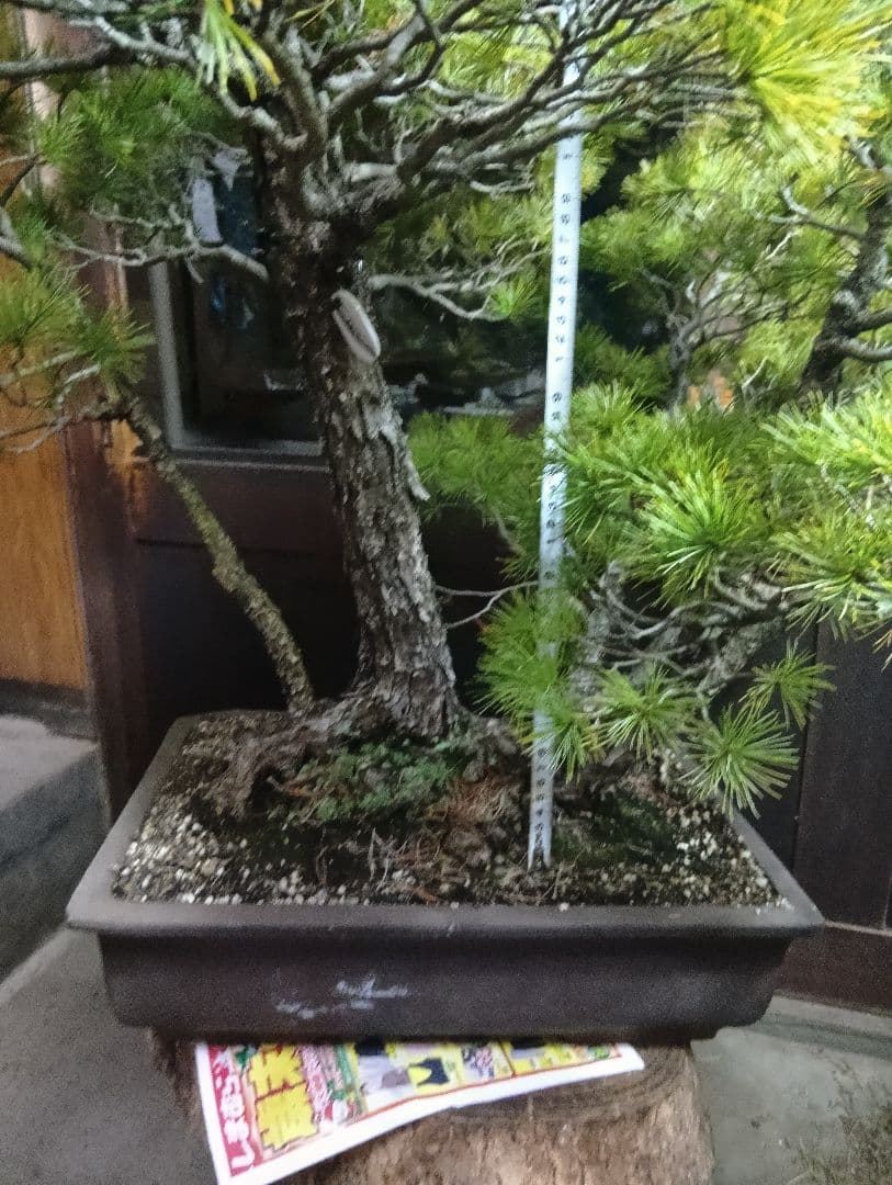 五葉松（山木特大サイズ株立）