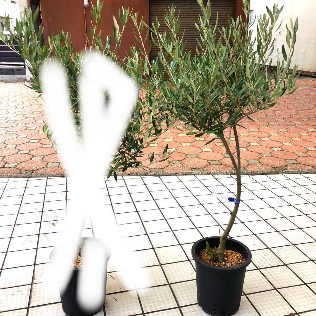 オリーブの木 8号【SOUJU】ピクアル 幹太 品質抜群 希少品種 自家結実性