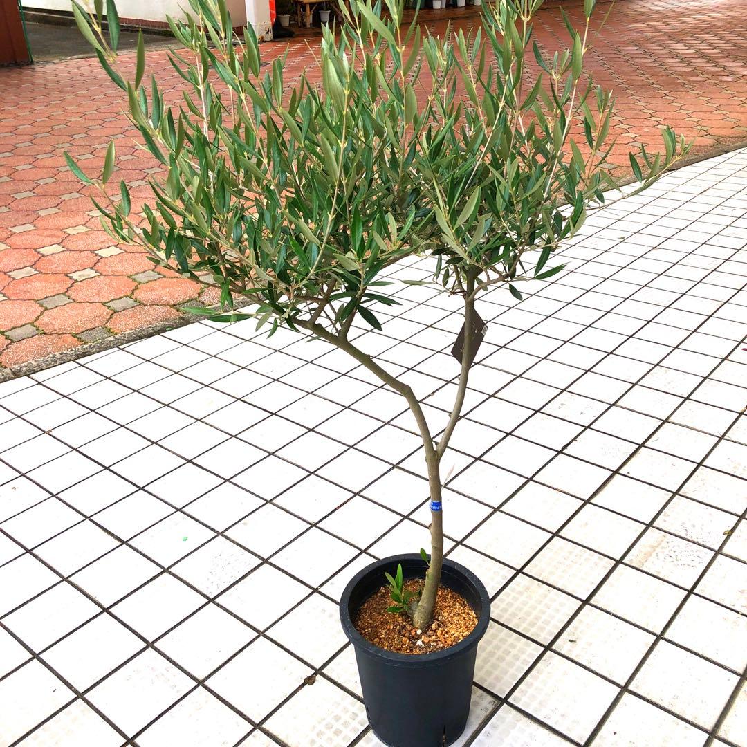 オリーブの木 8号【SOUJU】ピクアル 幹太 品質抜群 希少品種 自家結実性