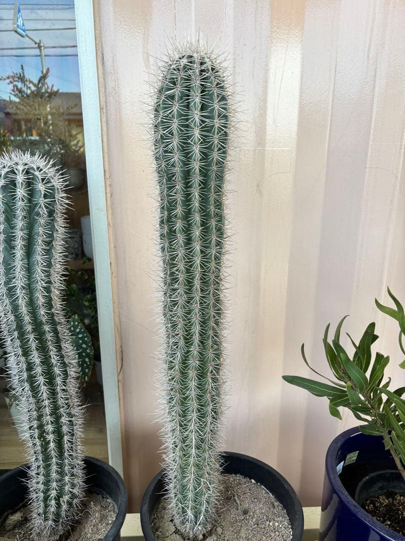 サボテン　武倫柱　ブリンチュウ　8号大株