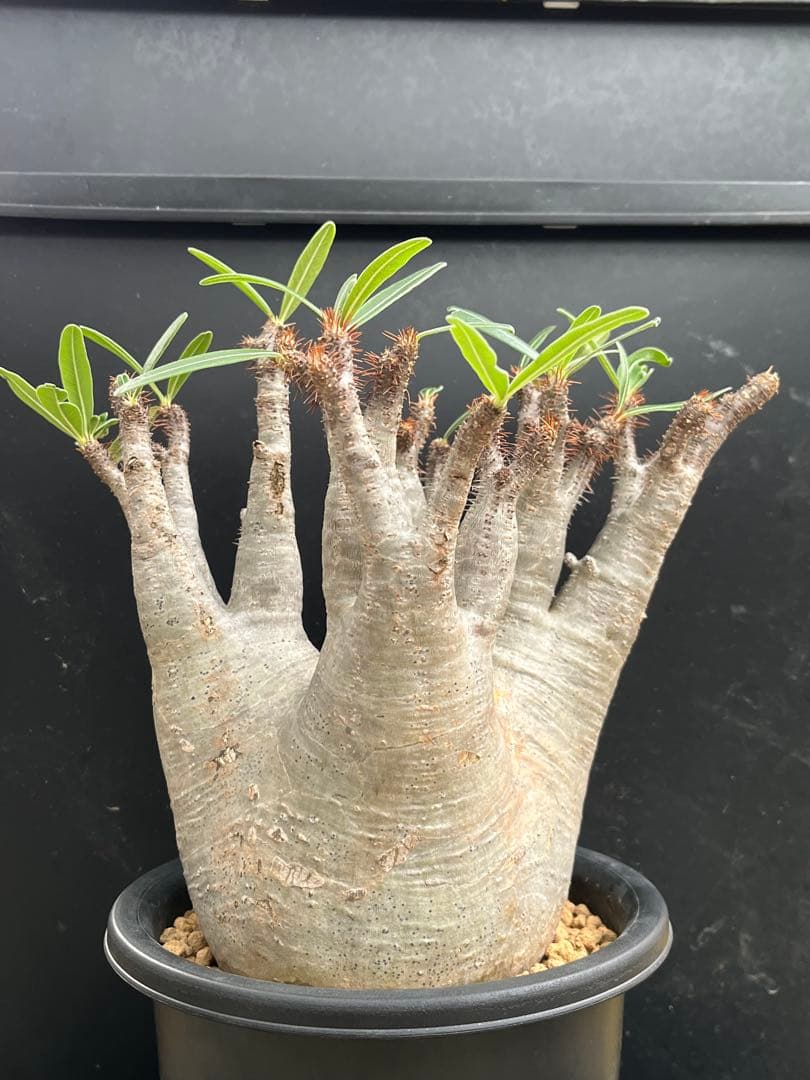 良型 現地球 Pachypodium パキポディウム グラキリス コーデックス