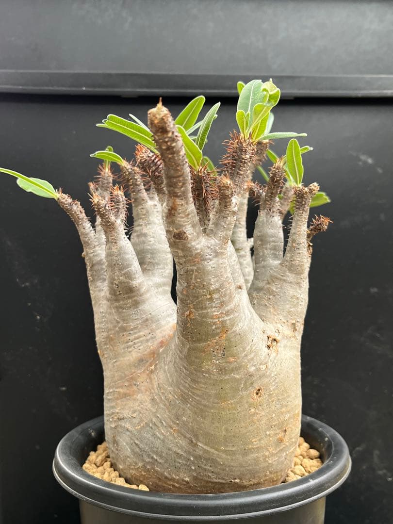 良型 現地球 Pachypodium パキポディウム グラキリス コーデックス