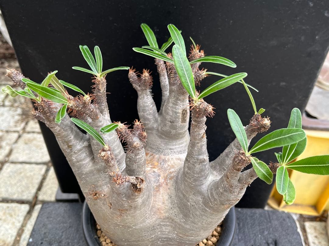 良型 現地球 Pachypodium パキポディウム グラキリス コーデックス