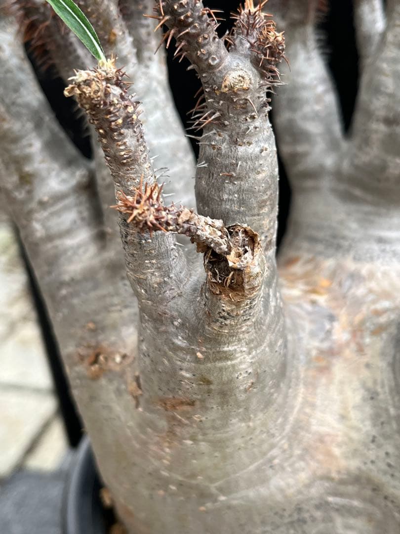 良型 現地球 Pachypodium パキポディウム グラキリス コーデックス