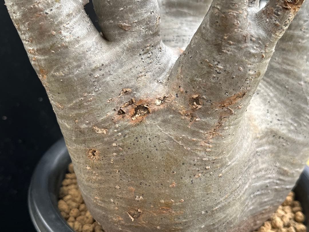 良型 現地球 Pachypodium パキポディウム グラキリス コーデックス