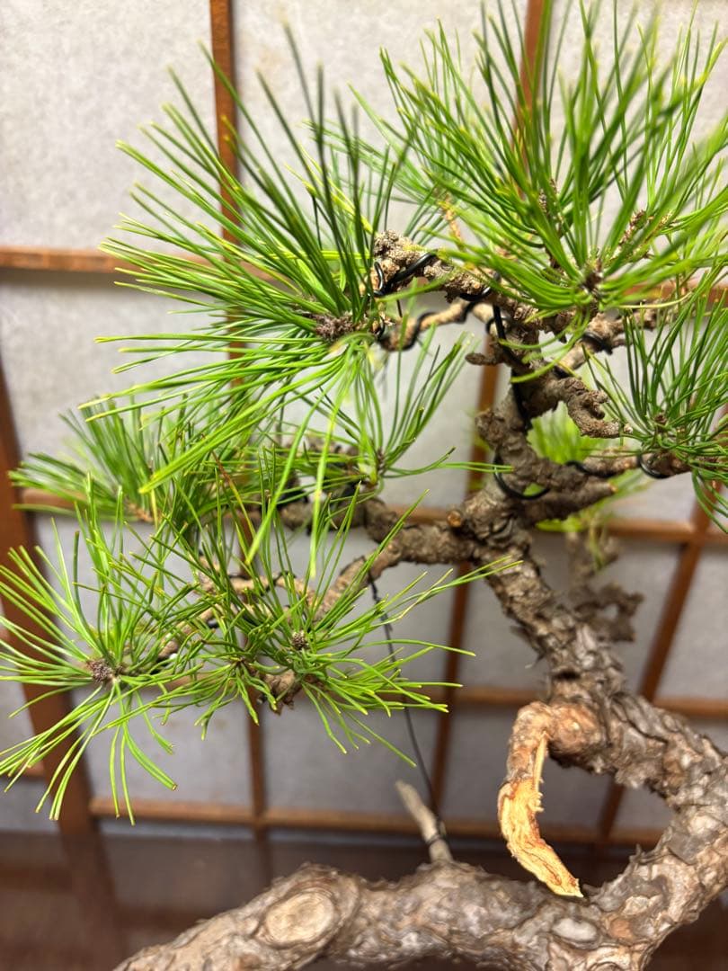 黒松盆栽❗️古木❗️美品❗️将来性高いです。