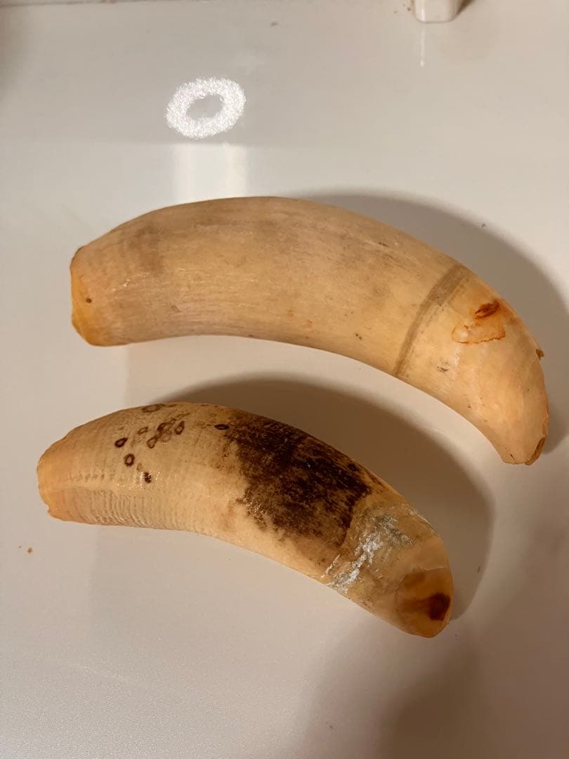 マッコウクジラ　歯　318g