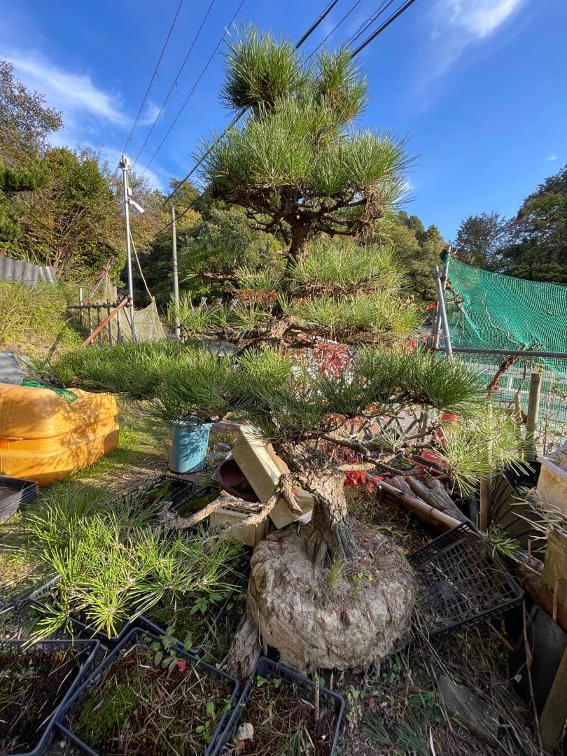 本日限り限定‼️大幅値下げ黒松盆栽（特大）