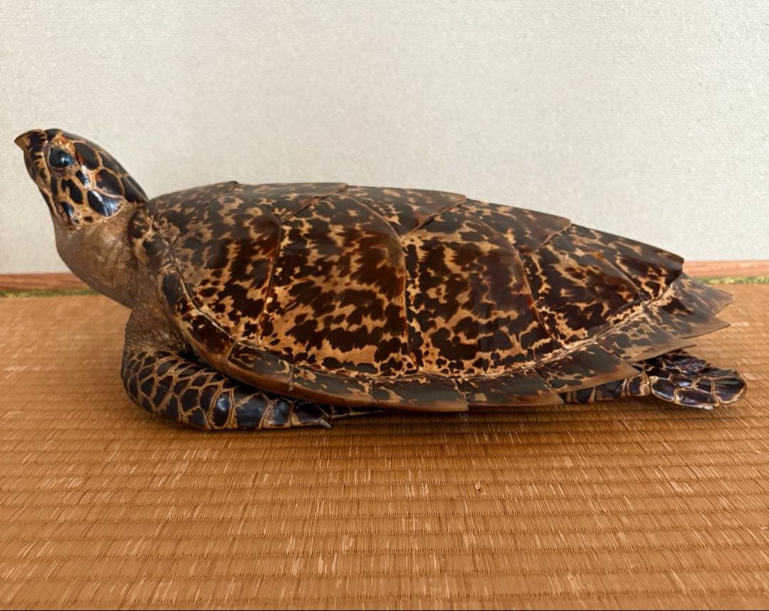 タイマイ　ウミガメ剥製　国際希少野生動植物種登録票有