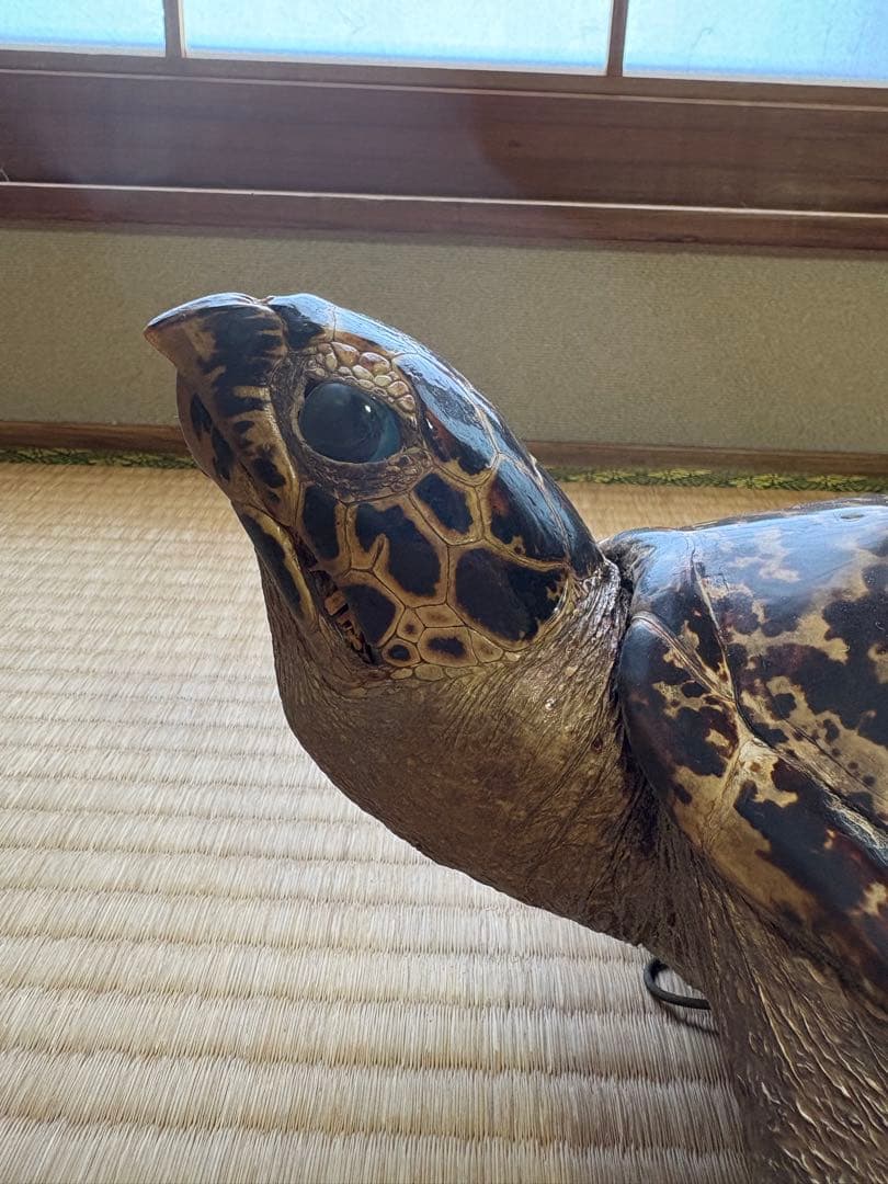 タイマイ　ウミガメ剥製　国際希少野生動植物種登録票有