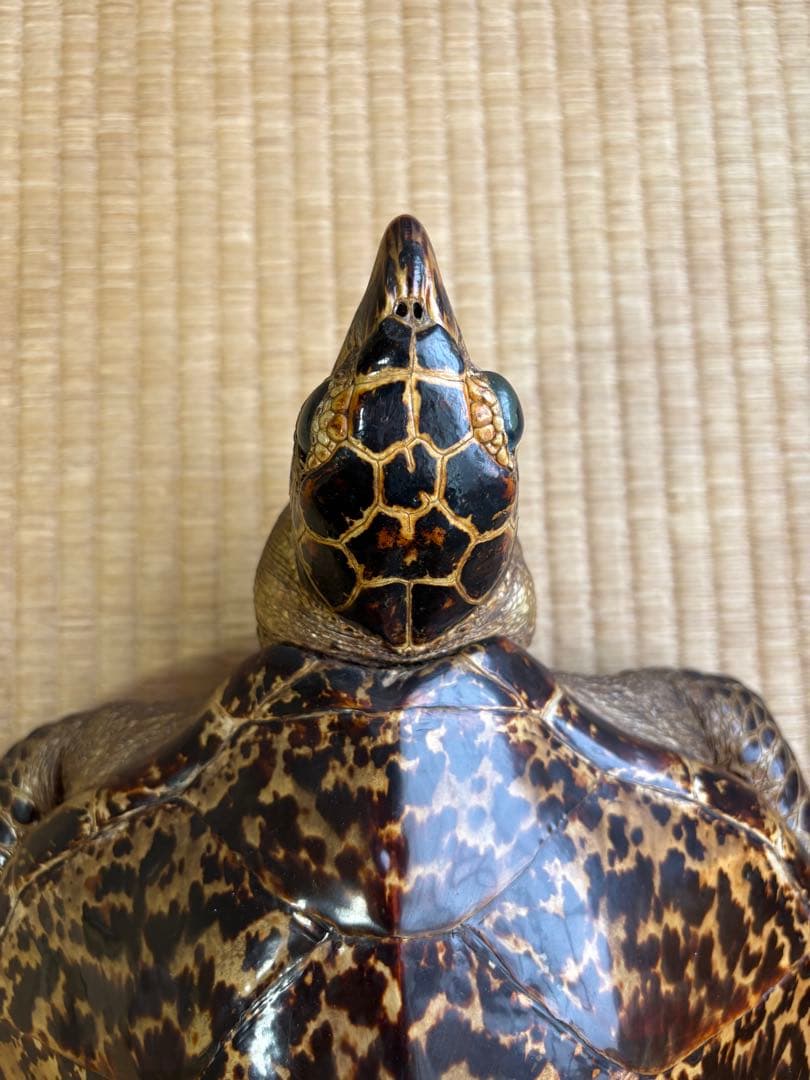 タイマイ　ウミガメ剥製　国際希少野生動植物種登録票有