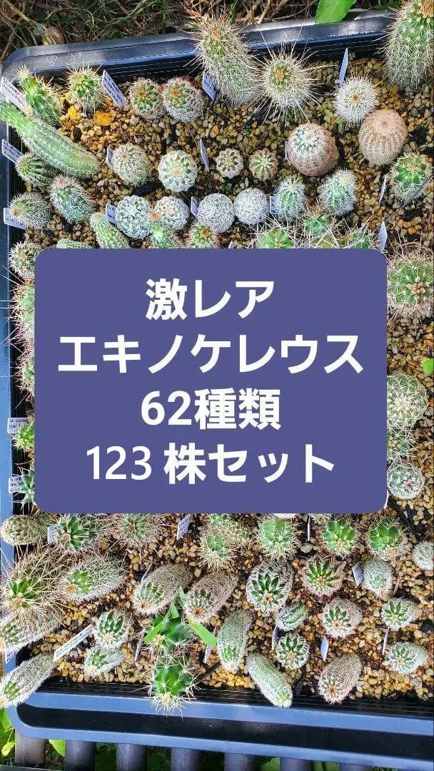 ナッシー様　激レア）エキノケレウス　62種類 123株セット+ウチワ輸入カット苗