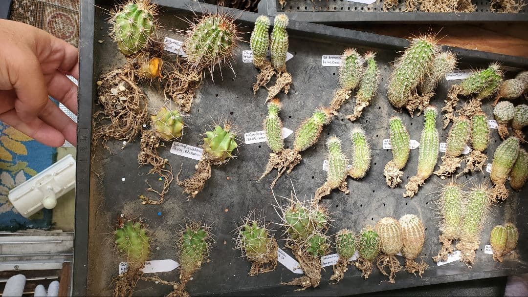 ナッシー様　激レア）エキノケレウス　62種類 123株セット+ウチワ輸入カット苗