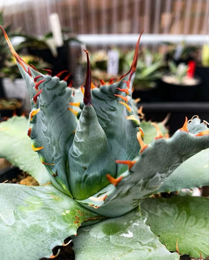 Hidden Agave アガベ　パラサナ　× イシスメシス　ハイブリッド