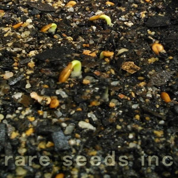 そうたろう♪　種子セット