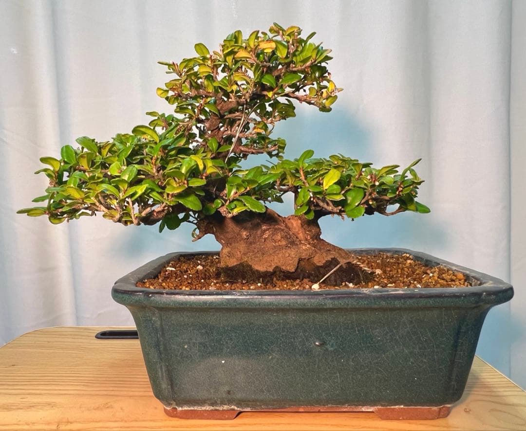 ハマヒサカキ　幹凄く太いです