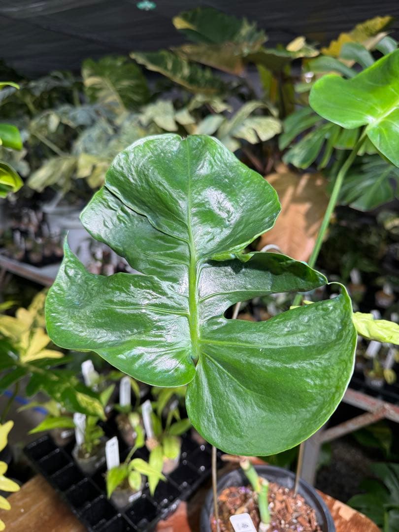 モンステラ・デリシオーサ　個性的な葉形　葉形がユニークな個体