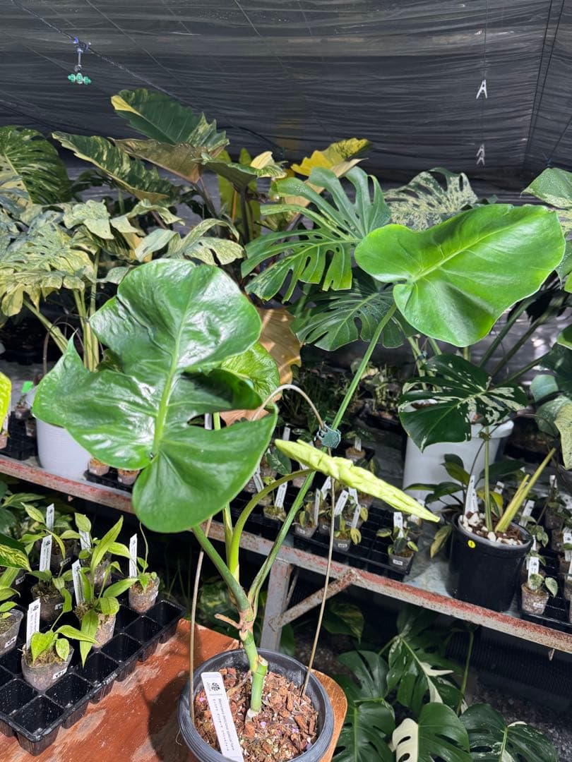 モンステラ・デリシオーサ　個性的な葉形　葉形がユニークな個体