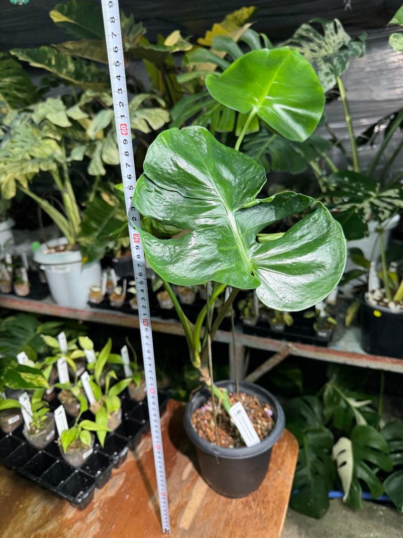 モンステラ・デリシオーサ　個性的な葉形　葉形がユニークな個体