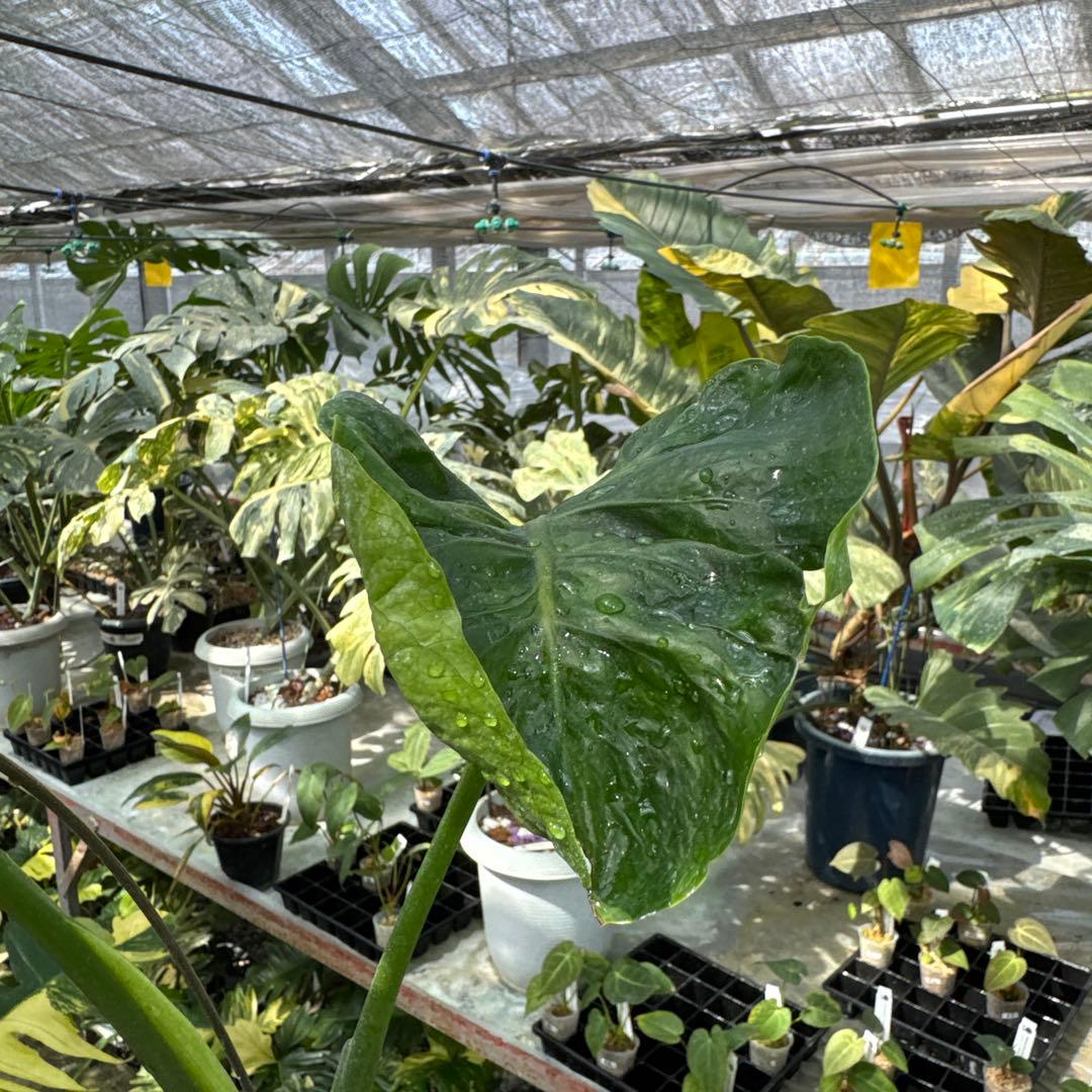 モンステラ・デリシオーサ　個性的な葉形　葉形がユニークな個体