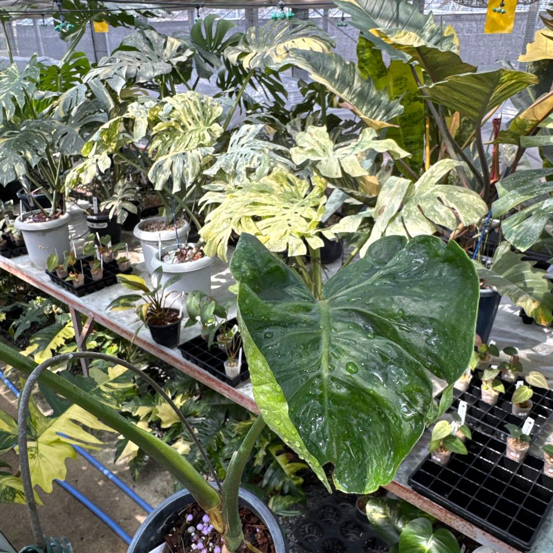 モンステラ・デリシオーサ　個性的な葉形　葉形がユニークな個体